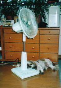 putting his head on the base of elec.fan