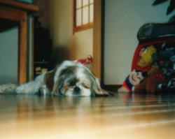 sleeping on the cool floor in summer