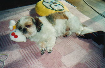 with stuffed Kitty