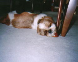 putting his head on the leg of the table
