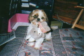 holding a stuffed animal Usakochan