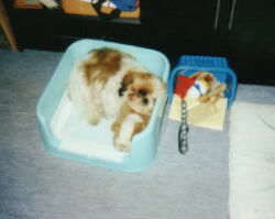sleeping in the toilet pan again