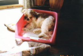 sleeping in the toilet pan
