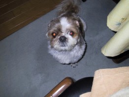 His ears are tied with the elastic band