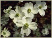another of our dogwoods