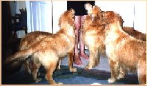 4 damp goldens awaiting treats