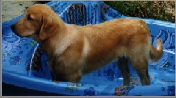 Golden in Pool