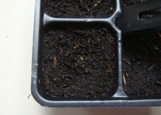El lim&oacute;n, primera germinaci&oacute;n