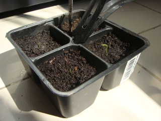 Semillas de lim&oacute;n germinadas