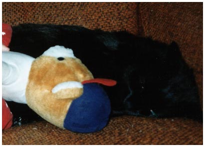 Photo of Bear with RC
