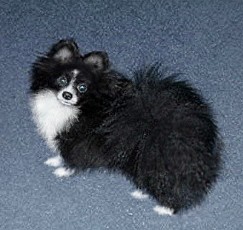 MY LITTLE LU LU, AUGUST 2006: CLICK TO GO TO KENNELS
