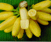 yum.gif (95878 bytes)