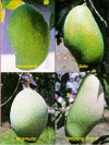 4mangoes.gif (221004 bytes)