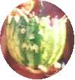 Il nostro Melon personalizzato!