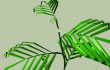 3d plant to download