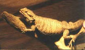Bearded Dragons - Coming!!