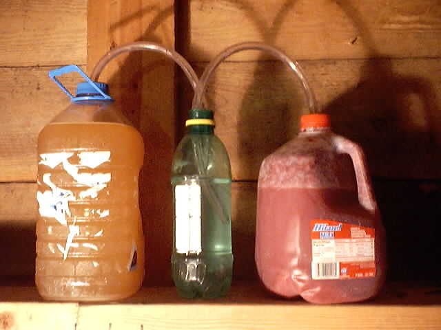 Here sits some blackberry on the right and some white grape peach on the left