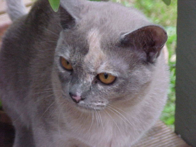 bella
