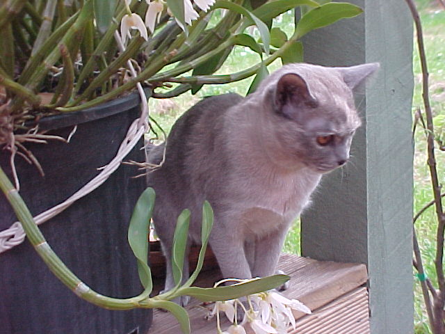 Bella