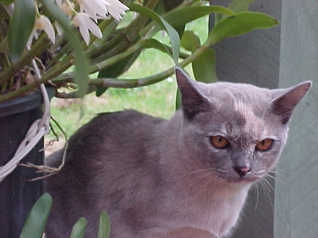 Bella