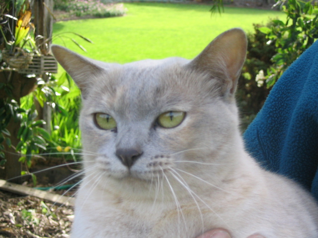 lily