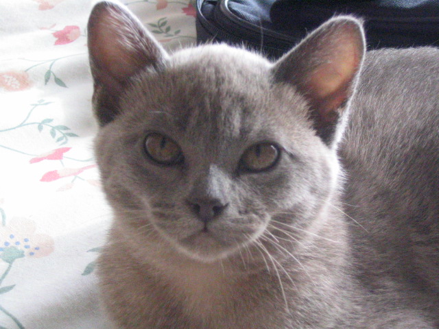 misty