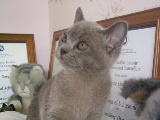 Misty
