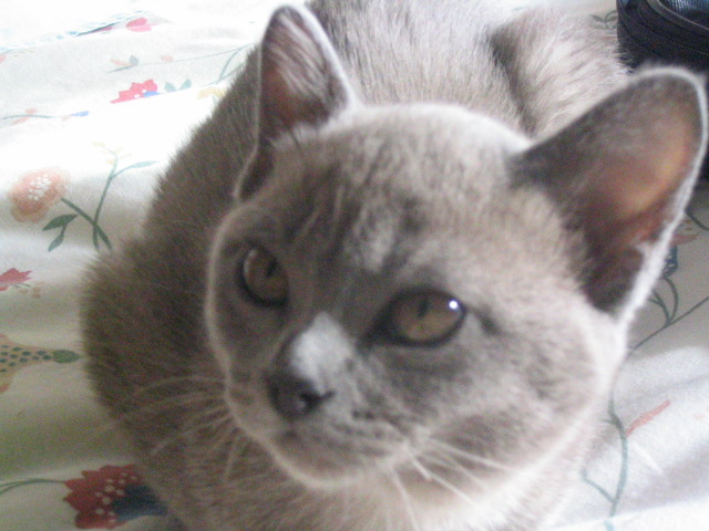 Misty