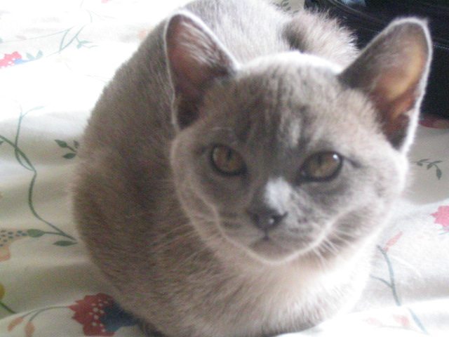 Misty