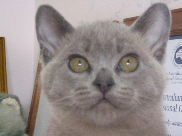 Misty