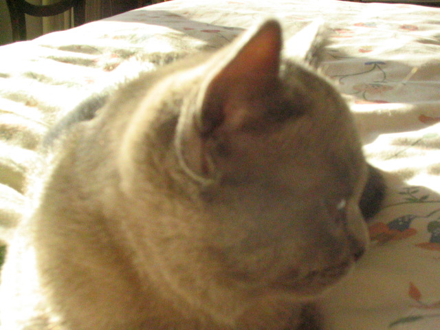 Misty