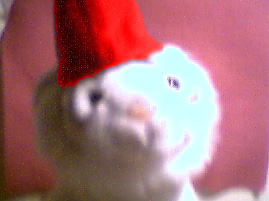 Kat, with her hat dyed red, and decorations removed.