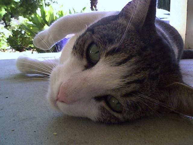 This is Merlin! 