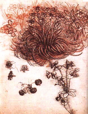 fleurs1(flowersstudies).jpg (51387 bytes)