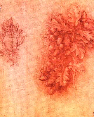 fleurs4.jpg (32473 bytes)