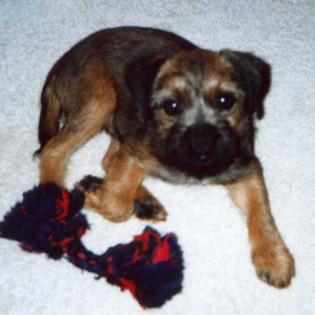 Border Terrier Webring