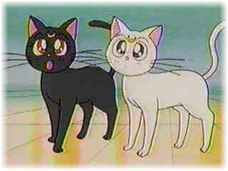 What's wrong with cats?