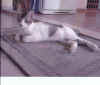 cat.cartoon.1.JPG (7943 bytes)