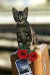 cat.funnyfaces5.jpg (18649 bytes)
