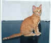 cat.rusty.1.jpg (7171 bytes)
