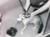 cat.shower.jpg (2454 bytes)