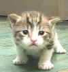 kitten.1.jpg (31733 bytes)