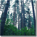Nicolet National Forest