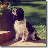Pets are allowed, with approval, in the Whispering Pines cottage only.