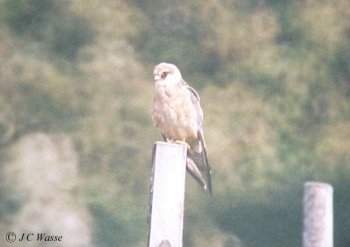 Red-footed Falcon - Dronfield, Derbys., 1990