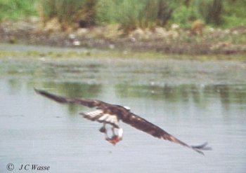 Osprey - Broomhill Flash, South Yorks., 1991