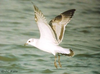 Mediterranean Gull - Broomhill Flash, South Yorks., 1992