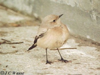 Desert Wheatear - Heacham, Norfolk, 1993