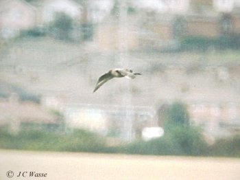 Long-tailed Skua - Broomhill Flash, South Yorks., 1994