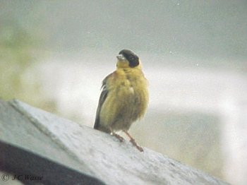 Black-headed Bunting - Aberdaron, Wales, 1995